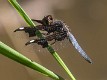 Palpopleura portia male-225250